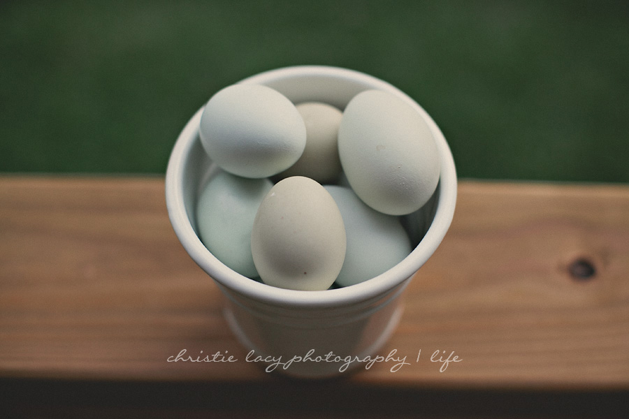 "houston family photographer"_0176