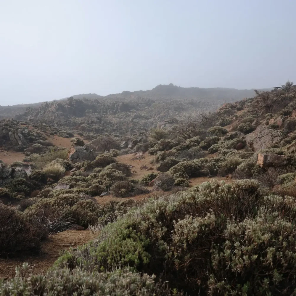 alex-WRc_Wmp_GP4-unsplash