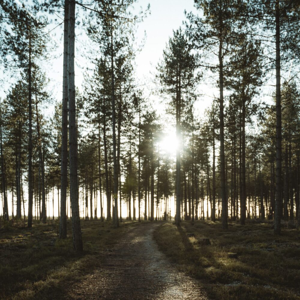 annie-spratt-21BKeE0Oo40-unsplash