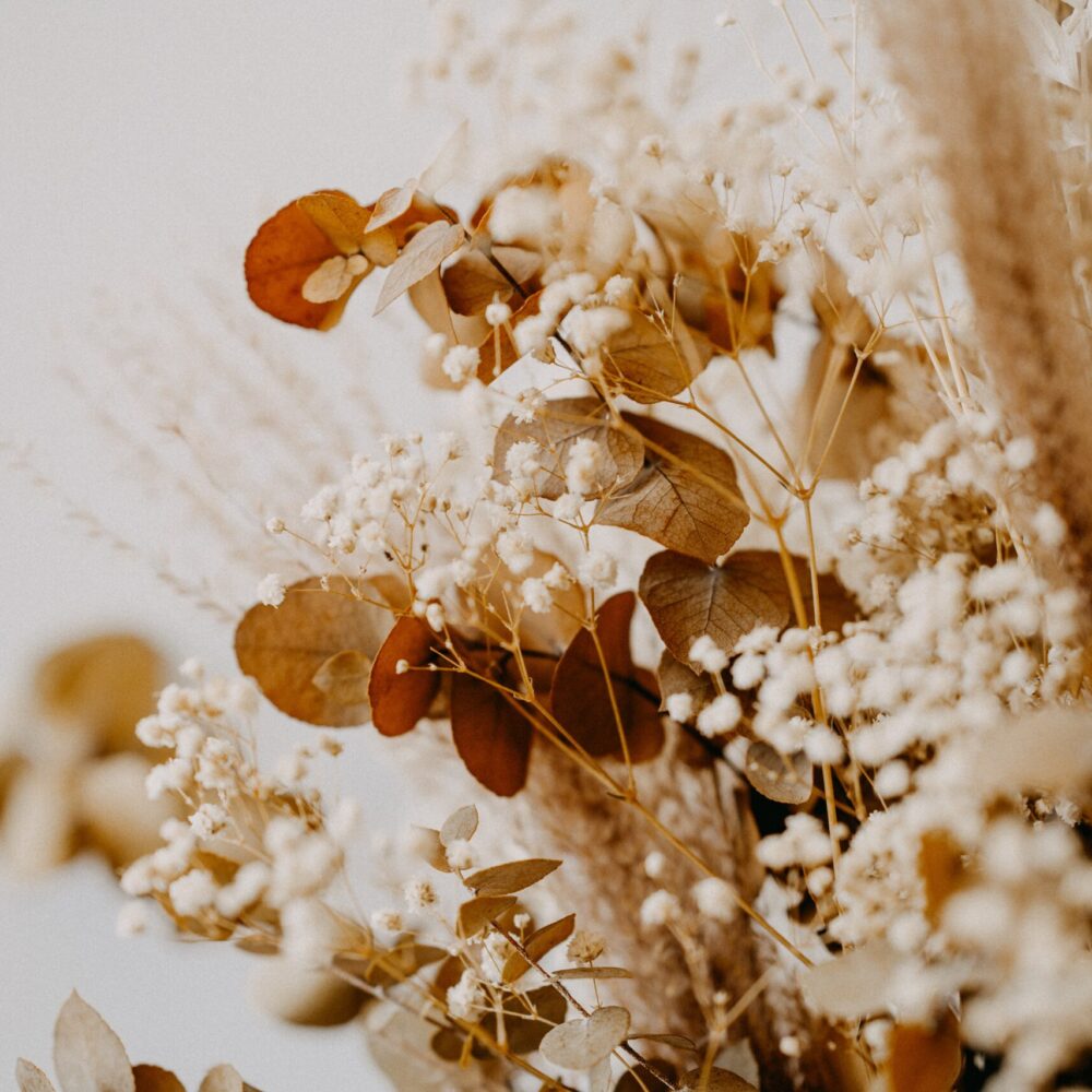 https://unsplash.com/@anniespratt