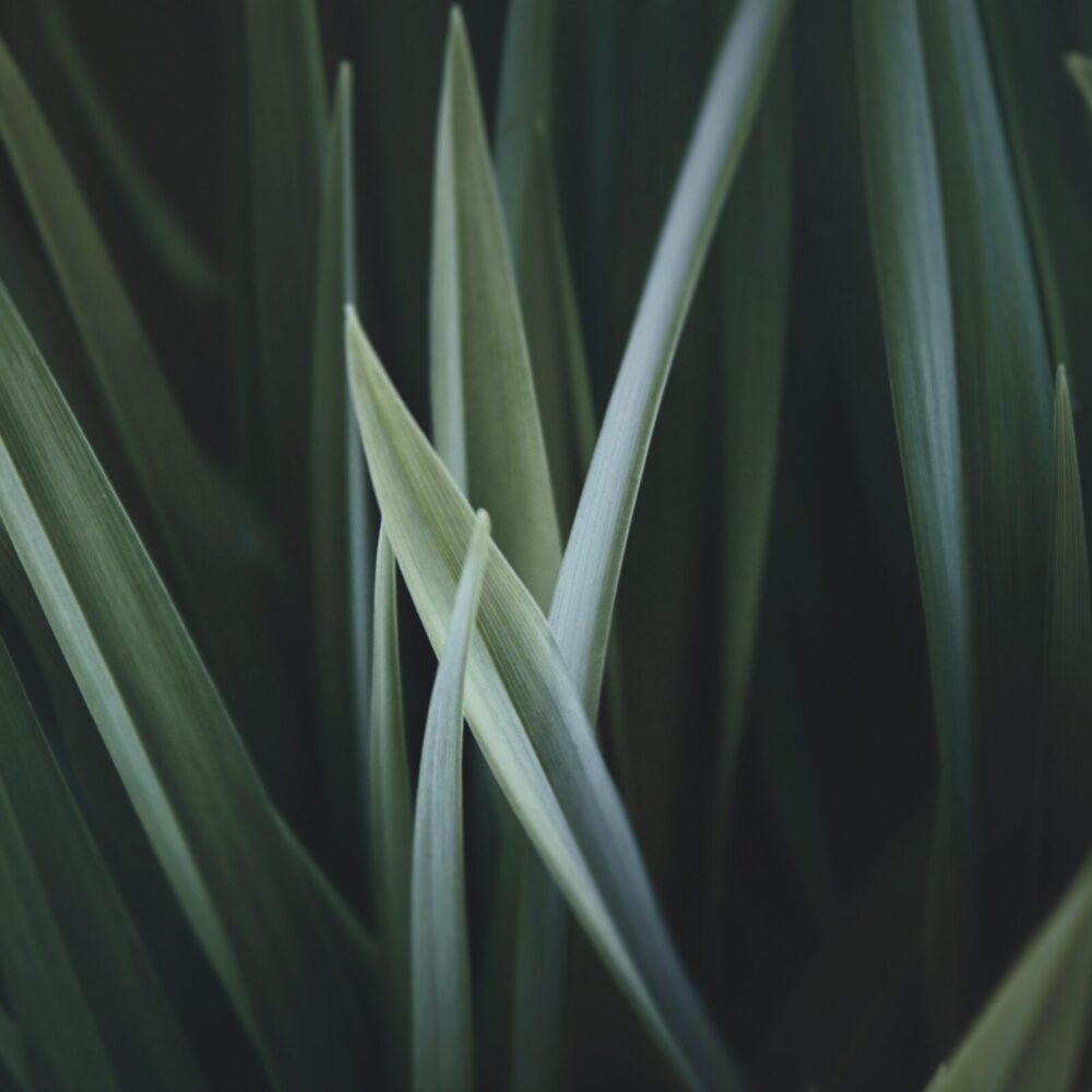 claudio-testa-218497-unsplash