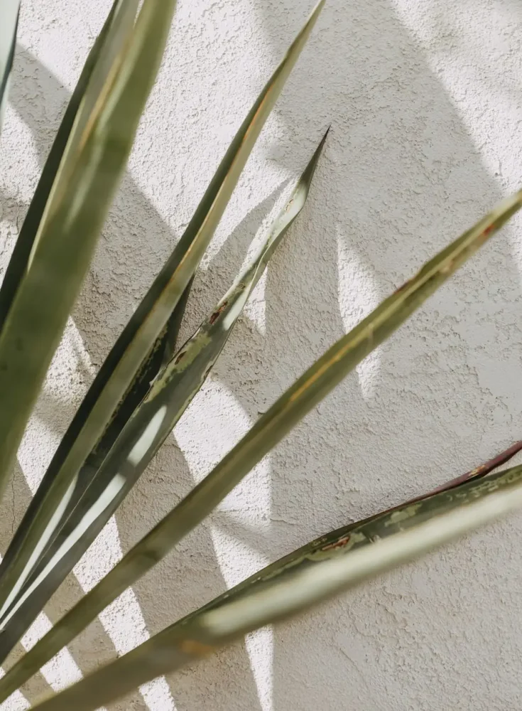 elizabeth-pishal-FrFQ_B7hfAw-unsplash