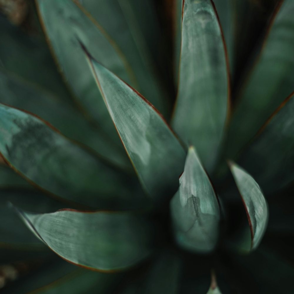 Photo by emily dill strock