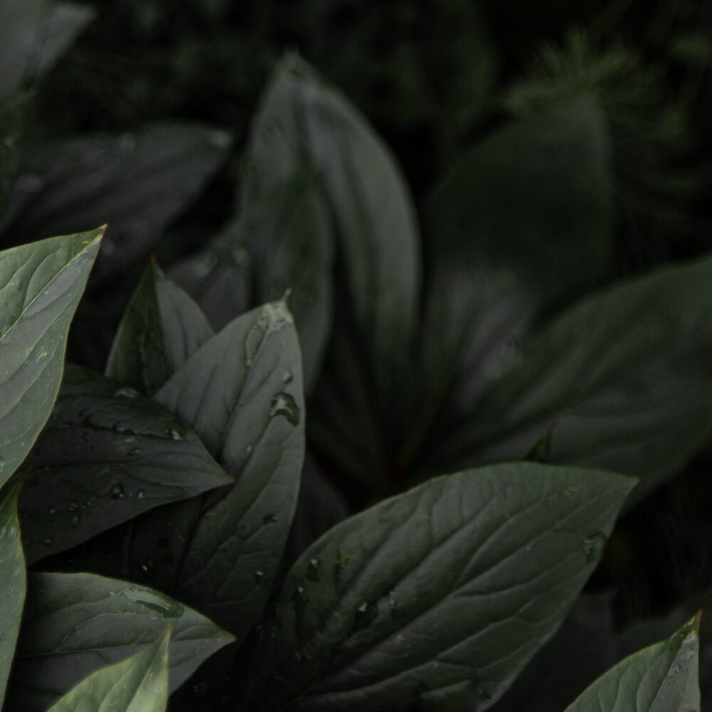 https://unsplash.com/photos/Nb9is9je45M